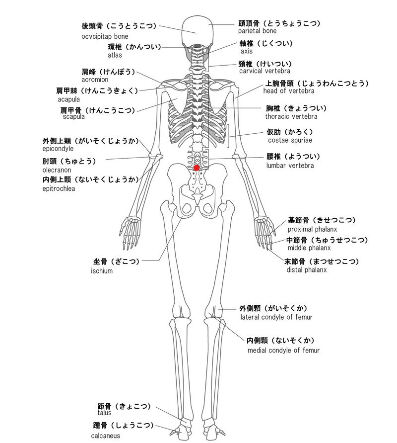骨模型　背面　十七椎下